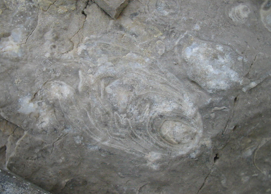 Altro fossile